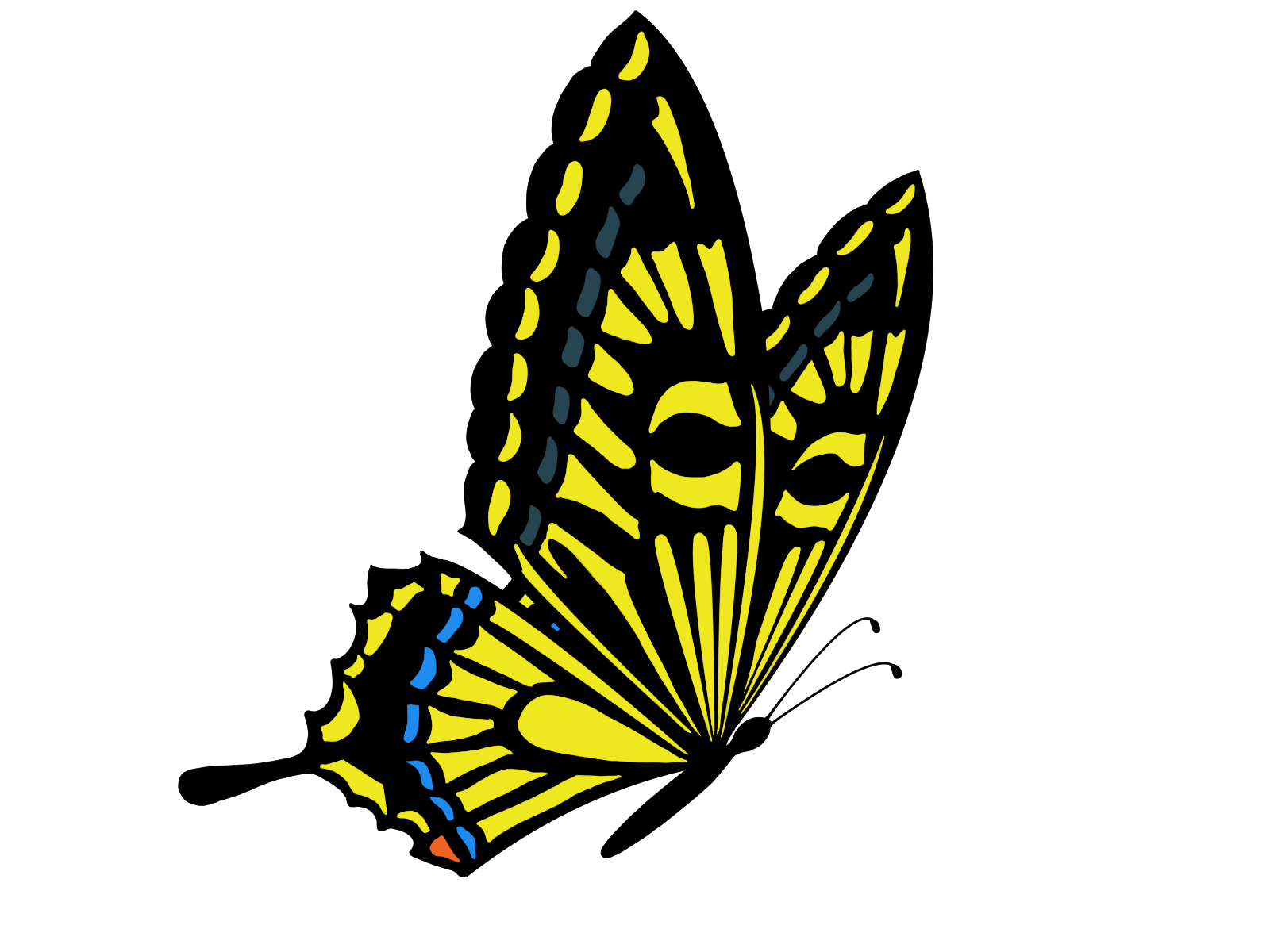 Swallowtail butterfly
